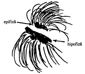 figura 4