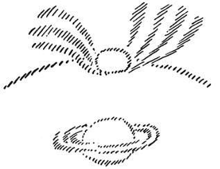 Saturn