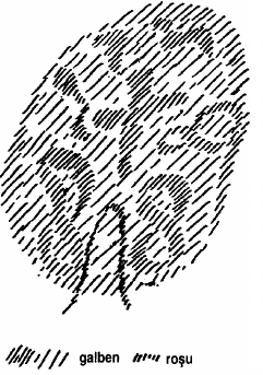 desen