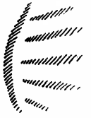 desen 11