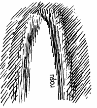desen 18