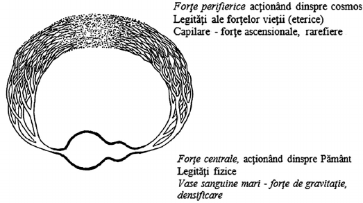 desen
