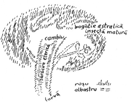 desen