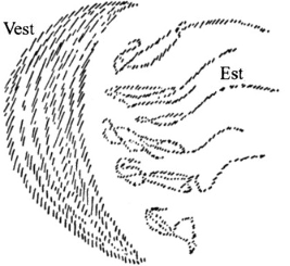 desen